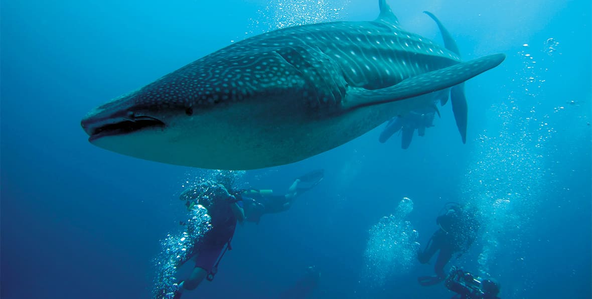 Constance Moofushi Maldives Resort - 195.7.4.97