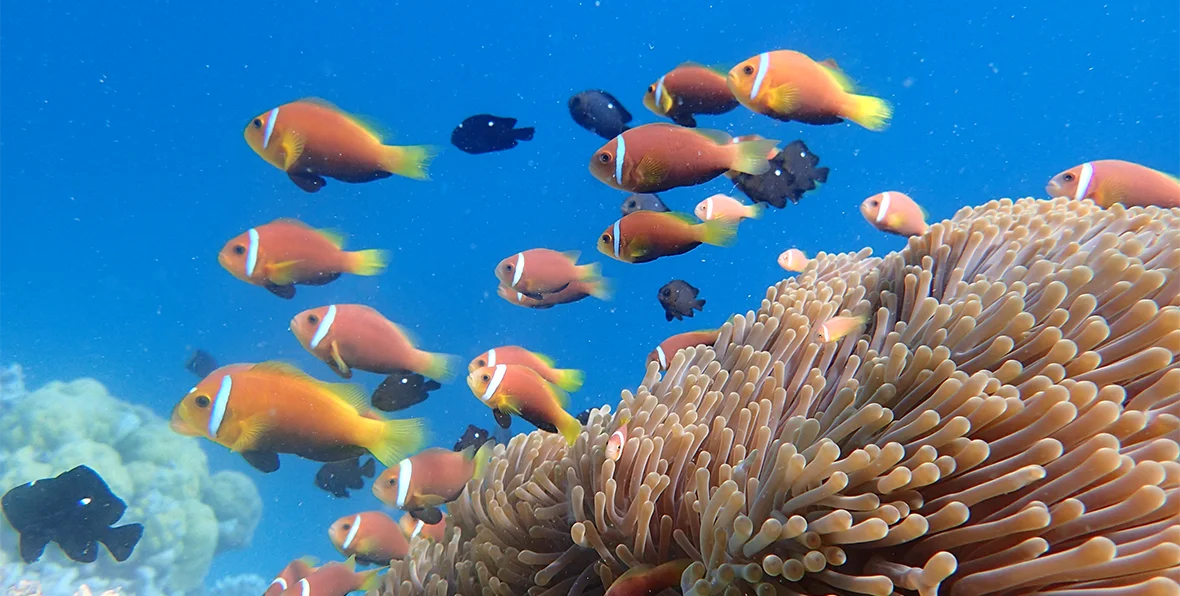 Huvafen Fushi Maldives Diving - 195.7.4.97 -