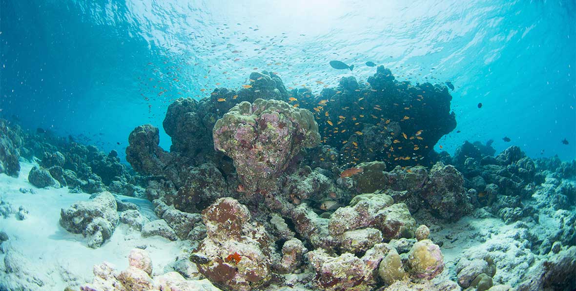 Palm Beach Island Resort Spa Maldives - 195.7.4.97