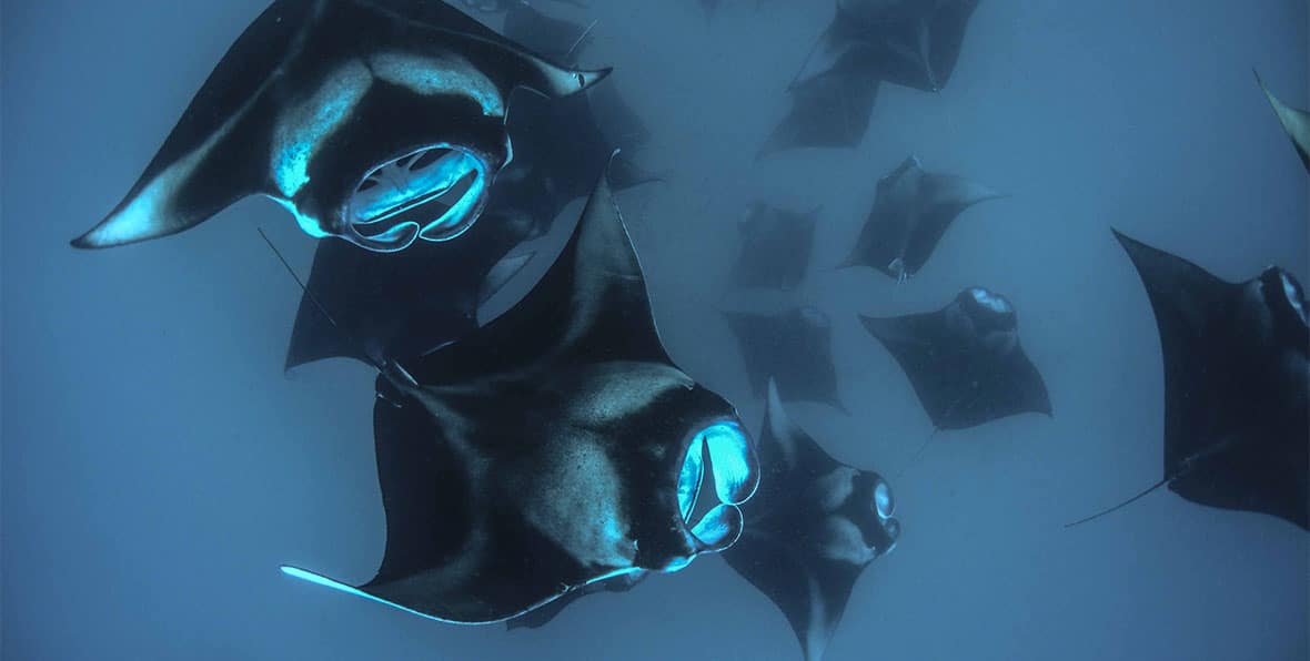 Royal Island Resort Spa Diving - 195.7.4.97