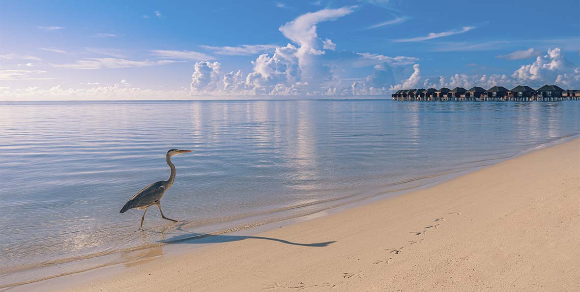 Sun Siyam Olhuveli Resort Maldives - 195.7.4.97