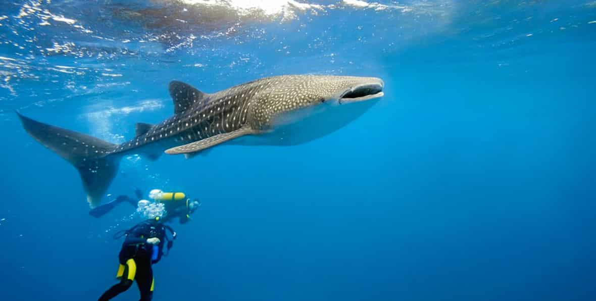 Diving X - 195.7.4.97