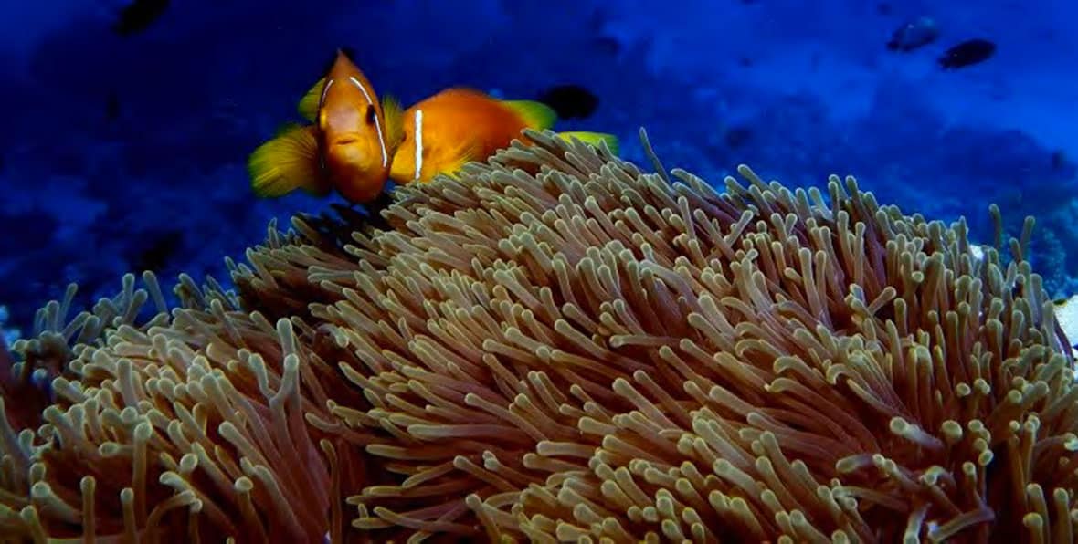 Kudafushi Factsheet - 195.7.4.97