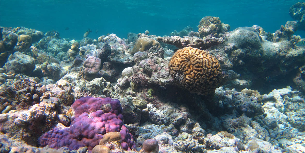 Kudafushi Resort Spa Maldives - 195.7.4.97