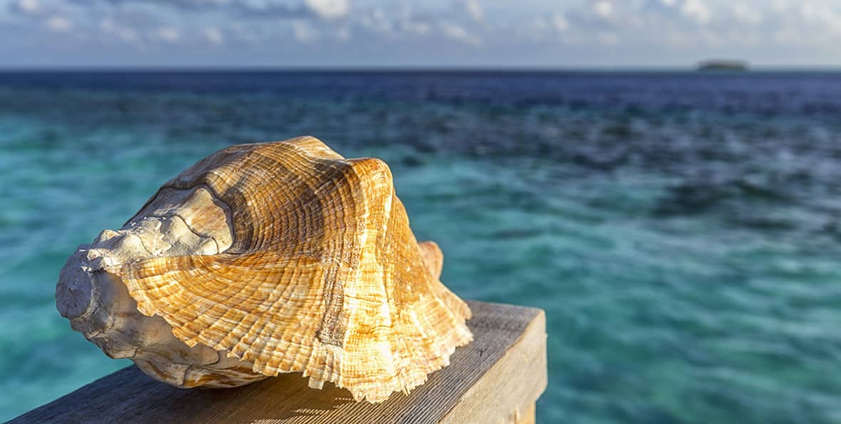 Hurawalhiseashell - 195.7.4.97