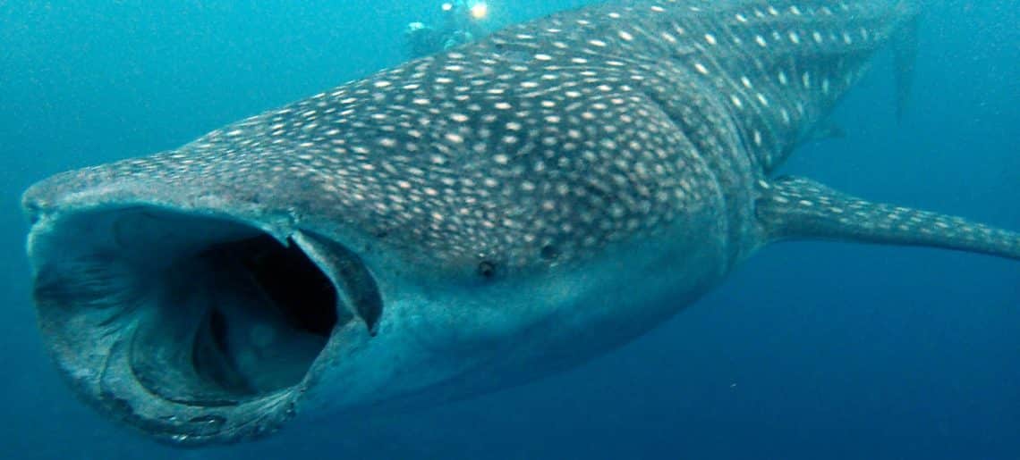 Tiburon Maldivas - 195.7.4.97