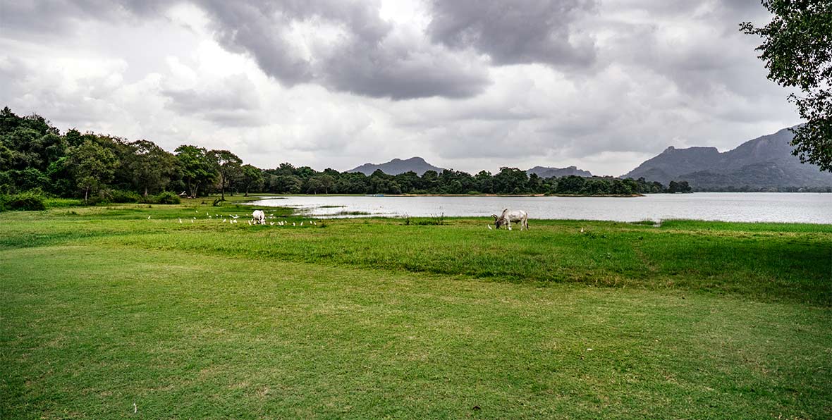 Amayal Lake Dambulla - 195.7.4.97
