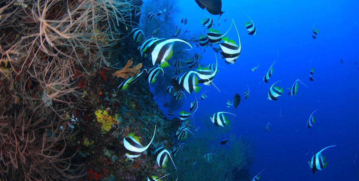 Veligandudiving - 195.7.4.97