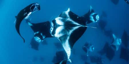 Grand Park Kodhipparu Buceo X - 195.7.4.97