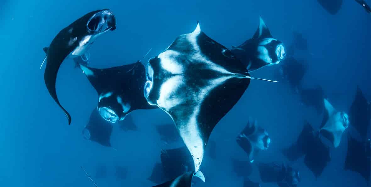 Grand Park Kodhipparu Buceo - 195.7.4.97