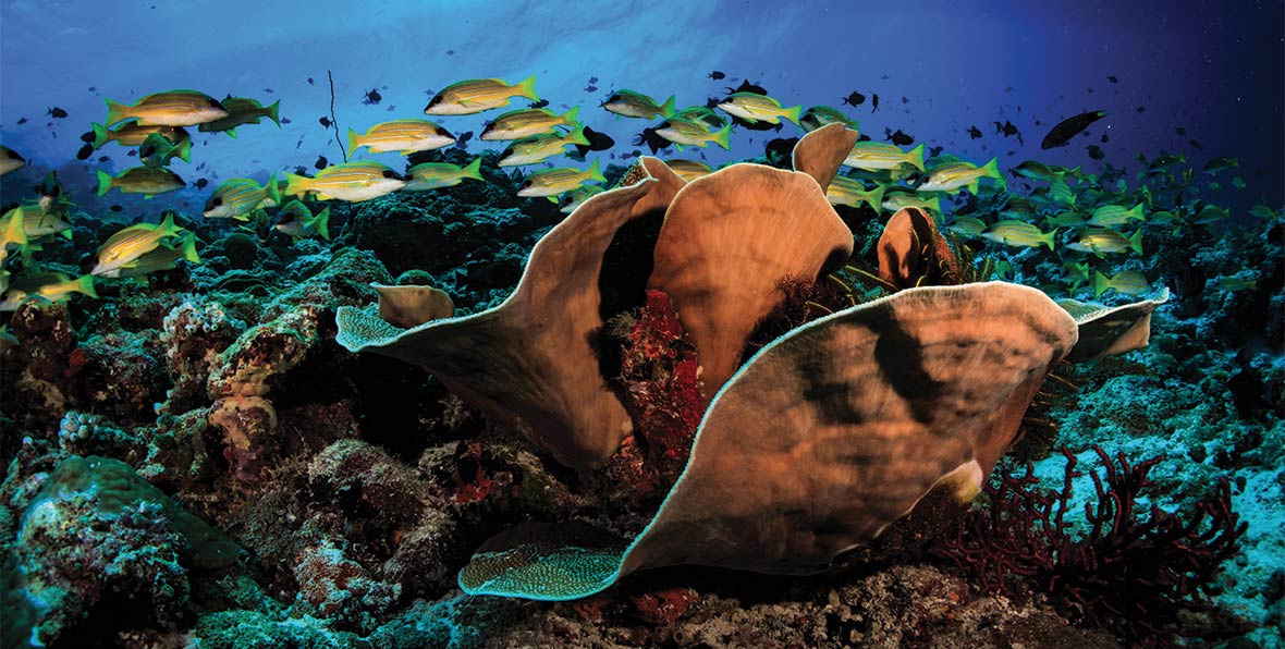 Oblu Sangeli Maldives House Reef - 195.7.4.97