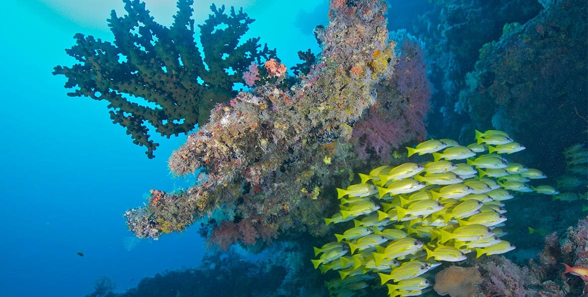 bucear en Sun Aqua Vilu Reef