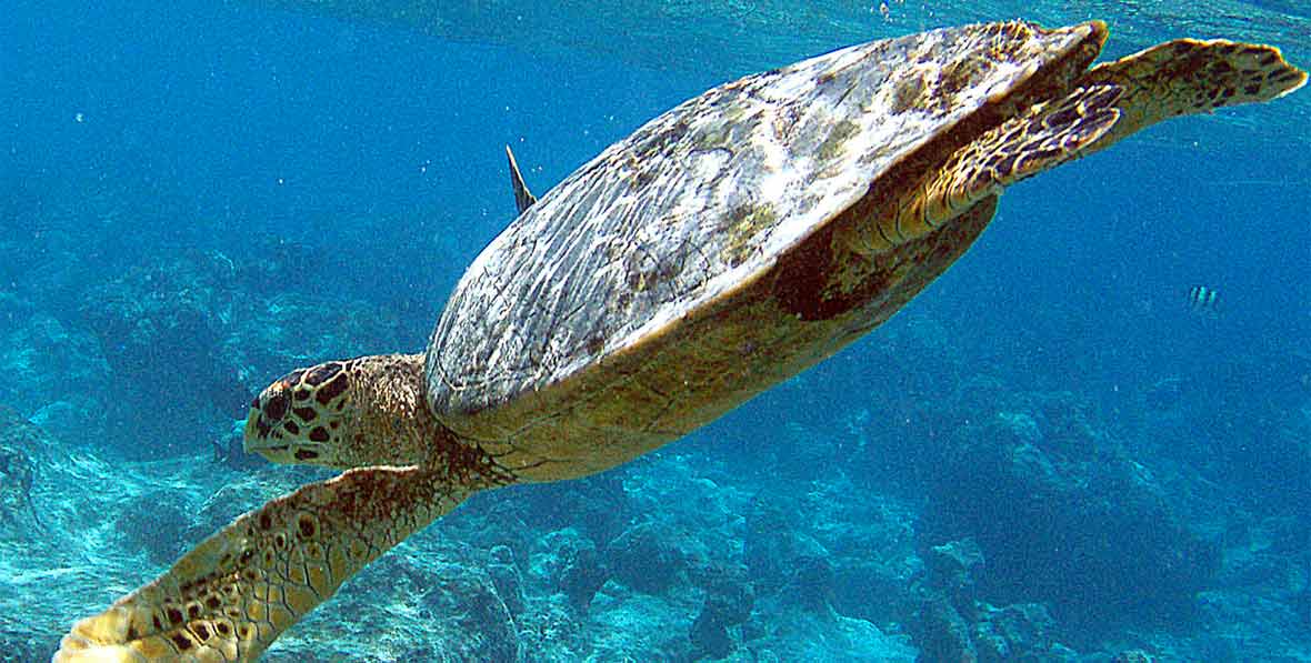 Maldive Ecohotel The Barefoot Tartarughe - 195.7.4.97