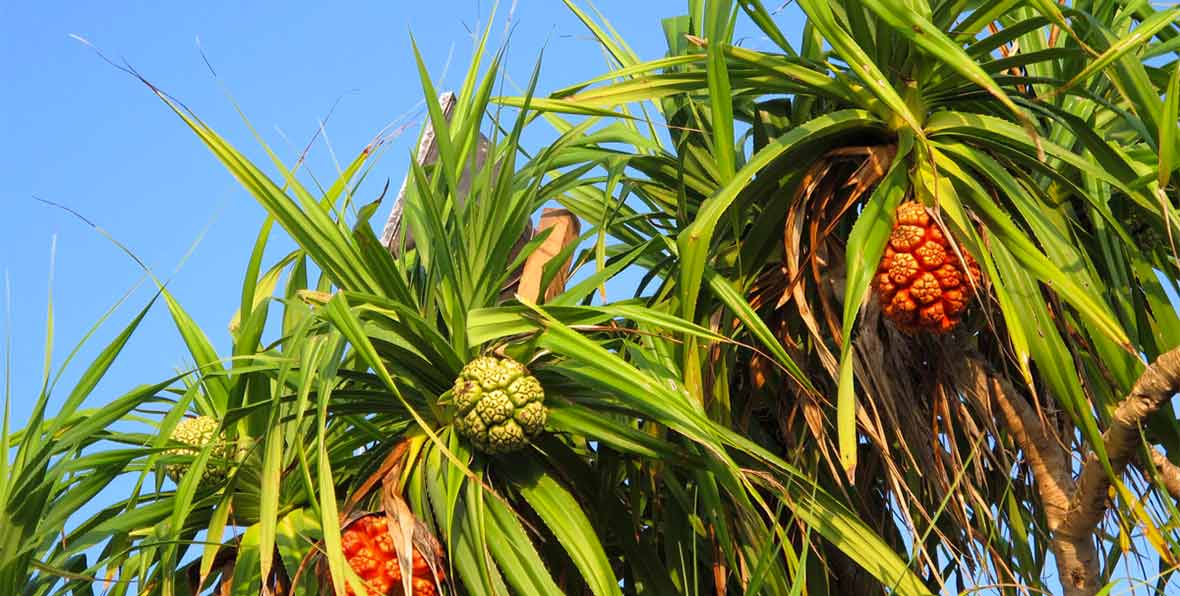 Maldive Ecohotel The Barefoot - 195.7.4.97