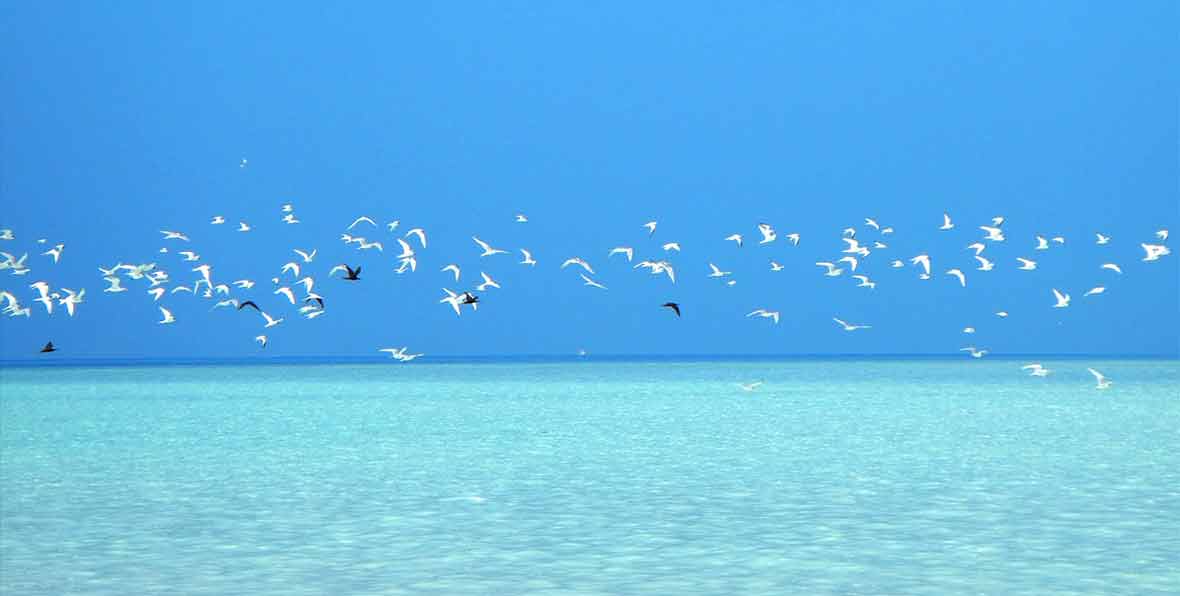 Hotel Maldives Eco Conservation Center - 195.7.4.97