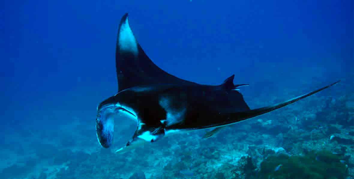 Manta en Maldivas Dhigali Resort Maldives Manta - 195.7.4.97