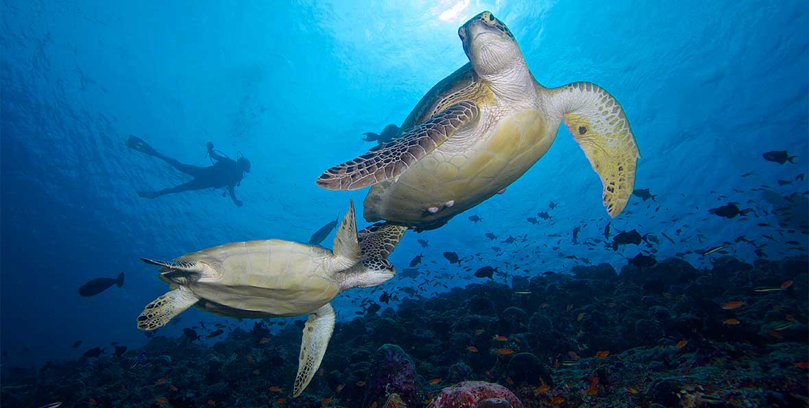 Innahura Maldives Resort - 195.7.4.97