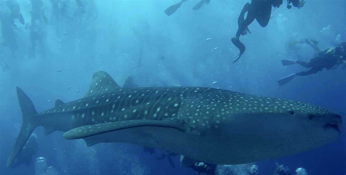 Fihalhohi Island Resort Diving Center - 195.7.4.97