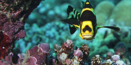 Buceo Y Snorkeling X - 195.7.4.97