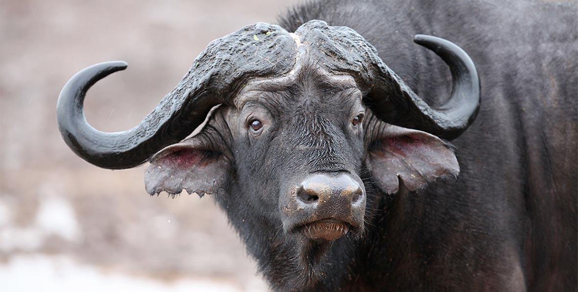 The Ark Lodge Aberdare National Park Kenia - 195.7.4.97