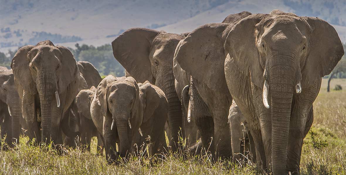Viajes Africa Kenia Elephants - 195.7.4.97
