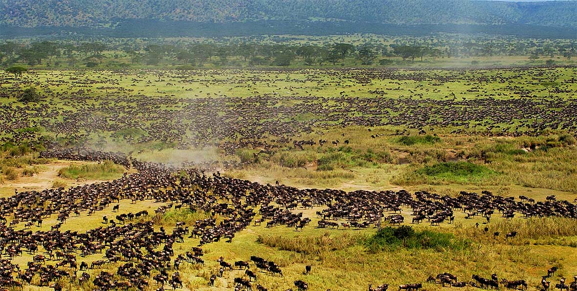 Viajes Africa Tanzania Serengeti Wildebeest - 195.7.4.97