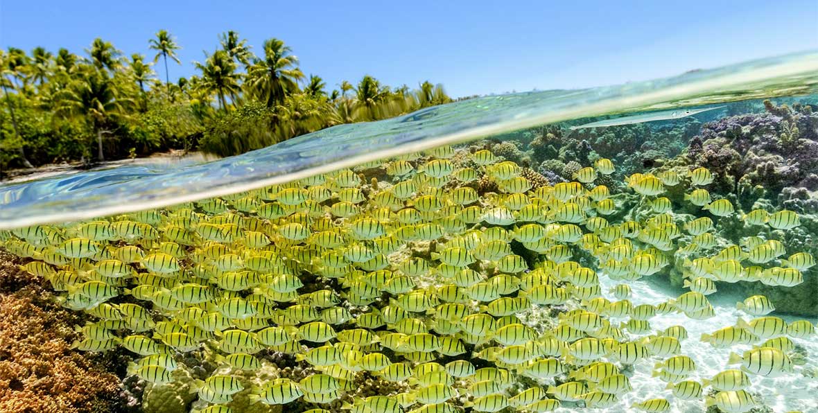 Le Tahaa Island Resort Spa - 195.7.4.97