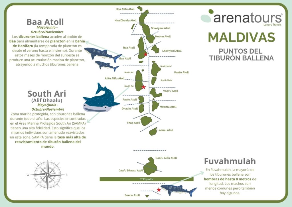 Mapa del tiburón ballena en maldivas - Whale shark 195.7.4.97 - 