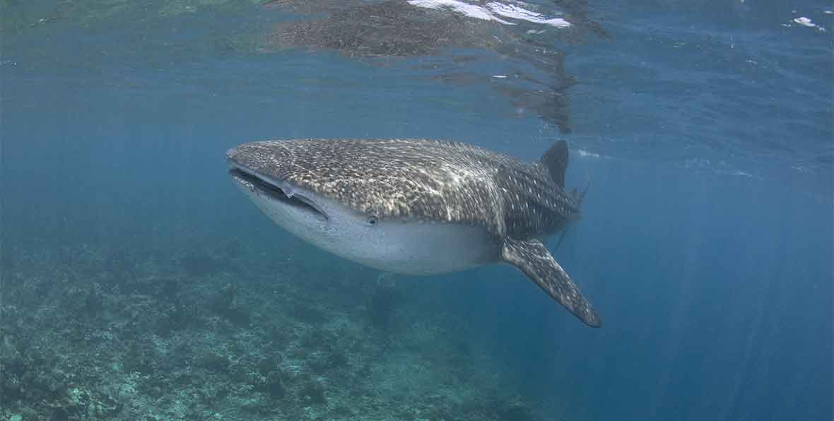 Conrad Maldives Rangali Resort Diving - 195.7.4.97