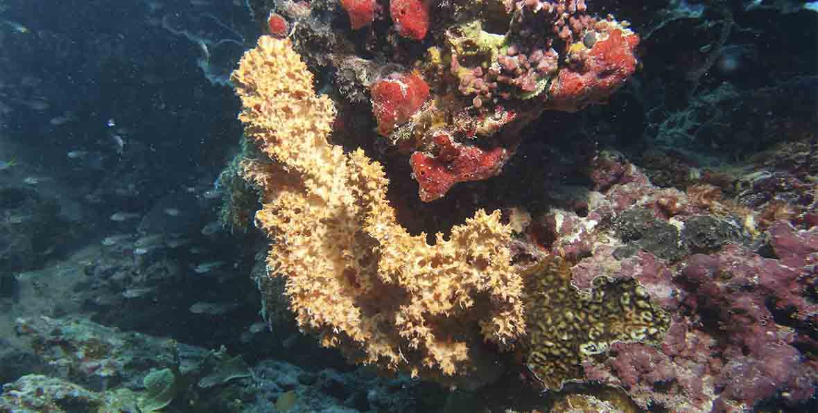 Rahaa Resort Maldives Diving - 195.7.4.97