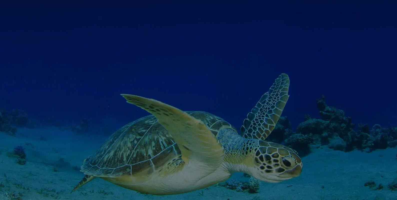 Breezes Beach Club Spa Zanzibar Diving - 195.7.4.97