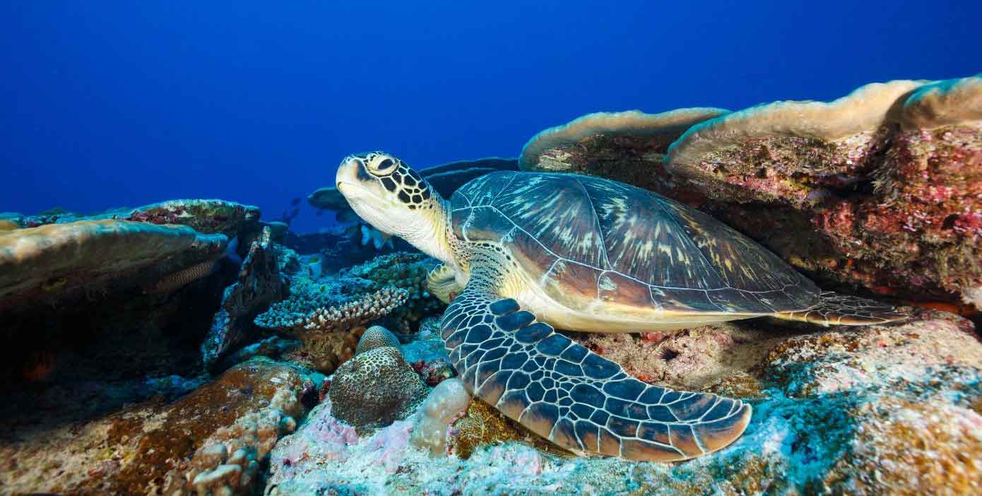 Brennia Kottefaru Maldives Dive Center - 195.7.4.97