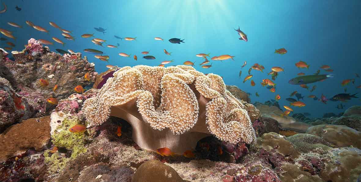 Cora Cora Maldives Resort Diving - 195.7.4.97