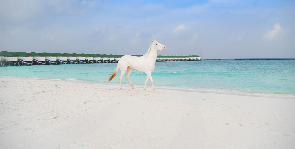 Siyam World Maldives Horses - 195.7.4.97