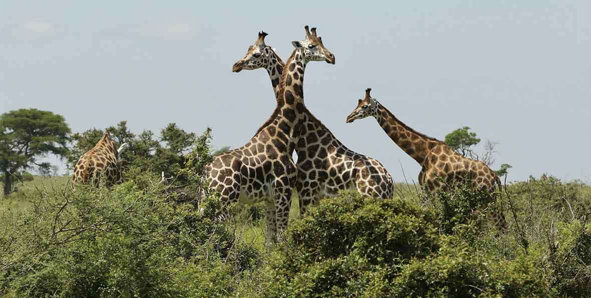 Viaje Africa Safari Uganda - 195.7.4.97
