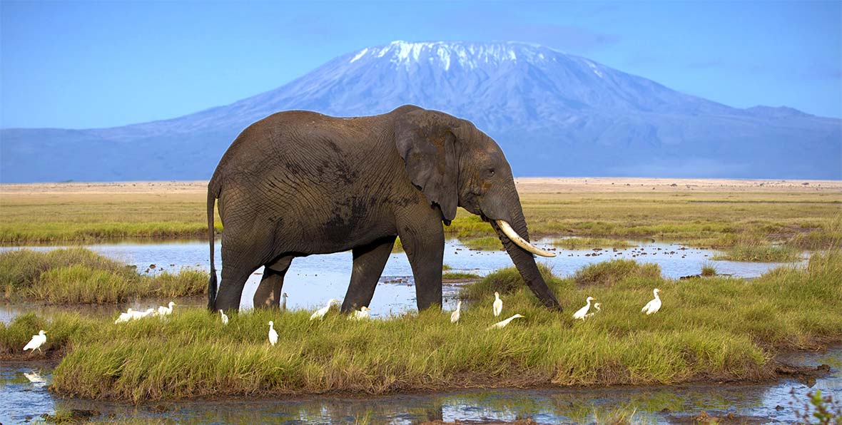 Viaje Kenia Elephant Kilimanjaro - 195.7.4.97