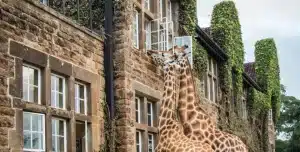 Giraffe Manor - 195.7.4.97 -