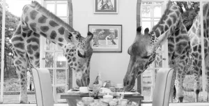 Giraffe Manor - 195.7.4.97 -