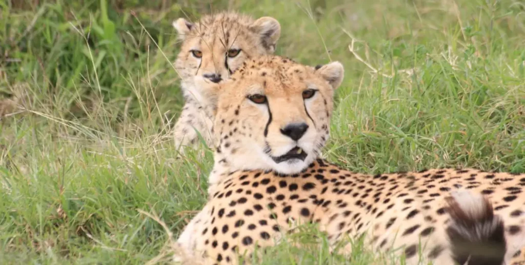 Kenia Neptune Mara Rianta - 195.7.4.97