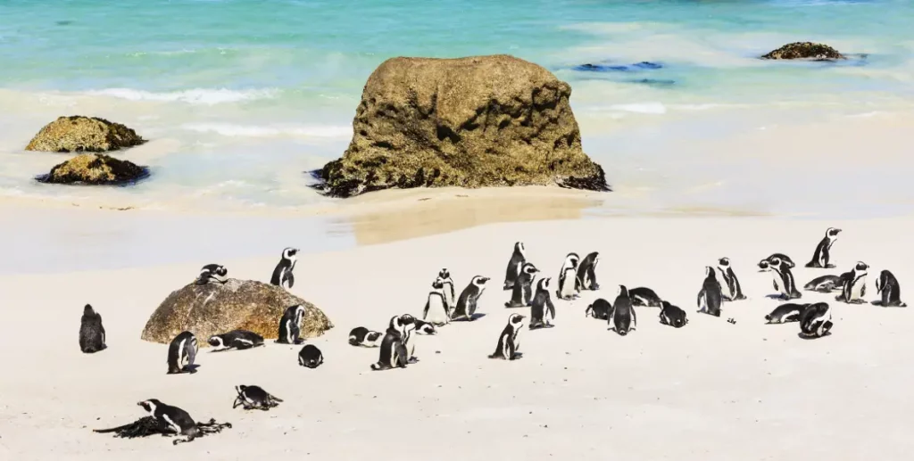 Sudafrica - 195.7.4.97 -