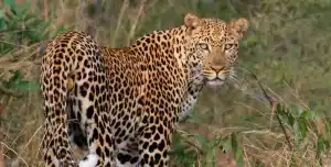 Sudafrica Chisomo Camp - 195.7.4.97 -