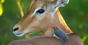 Sudafrica Chisomo Camp - 195.7.4.97 -