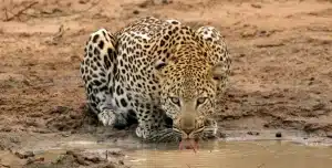 Los 5 grandes en Sudafrica -195.7.4.97