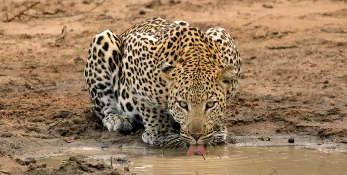 Los 5 grandes en Sudafrica -195.7.4.97