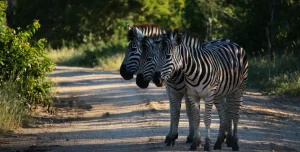 Sudafrica Kapama River Lodge - 195.7.4.97 -