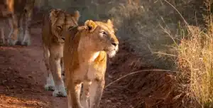 Sudafrica Kapama River Lodge - 195.7.4.97 -