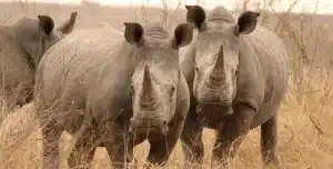 Sudafrica Lukimbi Lodge - 195.7.4.97 -