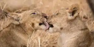 Sudafrica Shiduli Lodge - 195.7.4.97 -