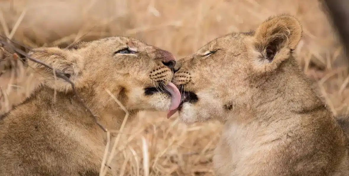 Sudafrica Shiduli Lodge - 195.7.4.97 -