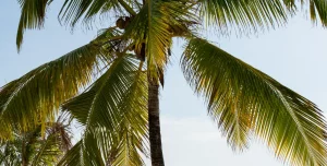 Lu Marijani Zanzibar X - 195.7.4.97 -